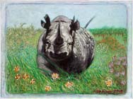 Rhino 2, Oil pastel on paper by Filip Finger